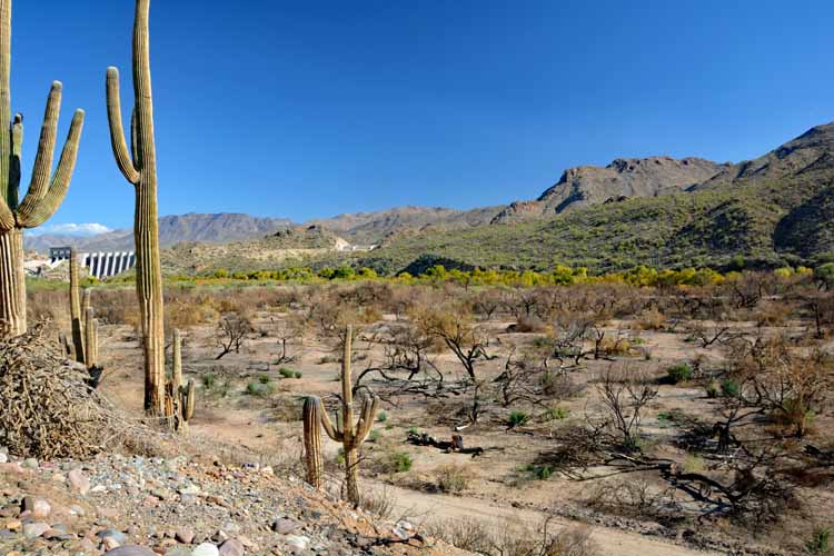 burned saguaros